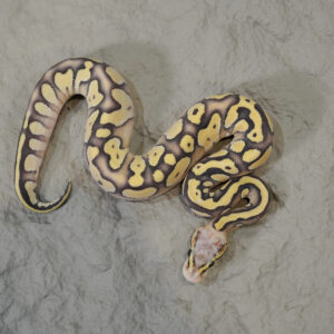 Chocolate Mojave Pastel Hypo 66% Het Desert Ghost