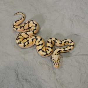 Black Head  Pastel Spider 66% DH Desert Ghost Hypo