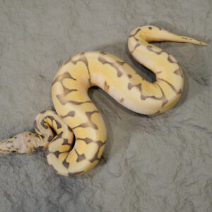 Chocolate Pastel Spider Desert Ghost Hypo