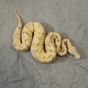 Chocolate Mojave Pastel Spider Desert Ghost Hypo