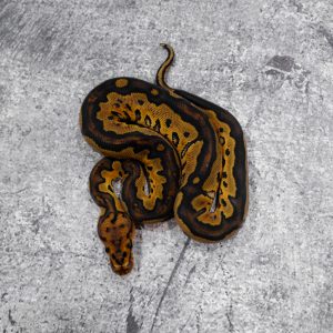 Red Stripe Clown Poss YB