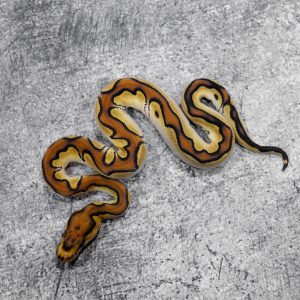 OD YB Enchi Leopard Clown (HI)