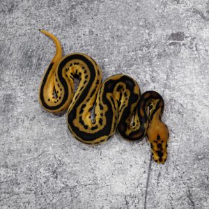 OD Leopard Spotnose Clown (HI)
