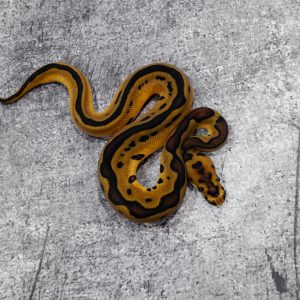 OD Leopard Clown Poss YB (HI)