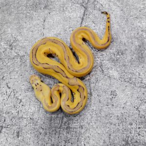 Leopard OD YB Pastel Clown Poss Enchi (HI)