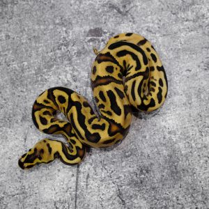 OD Leopard YB Spotnose 100% Het Clown (HI)