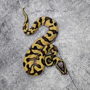 OD Enchi YB Pastel 100% Het Clown (HI)