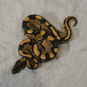 Blade 100% DH VPI Axanthic Desert Ghost