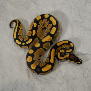 Blade 100% DH VPI Axanthic Desert Ghost