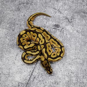 Spider Mojave 100% Het Clown