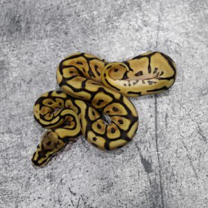 Leopard Spider Mojave 100% Het Clown