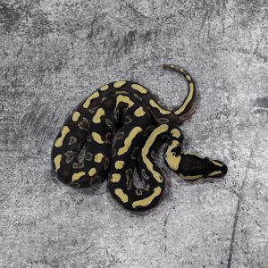 GHI Mojave 100% Het Clown