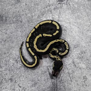 GHI Mojave Leopard 100% Het Clown