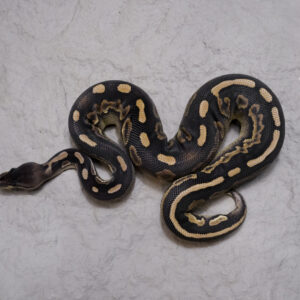 Wookie Cinnamon 100% Het Hypo