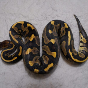 Leopard Mahogany 100% DH Clown Candy / Albino