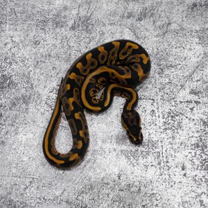 (Super) Leopard 100% DH Candy Clown