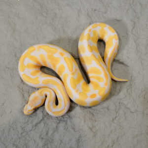 Candy  100% Het Clown