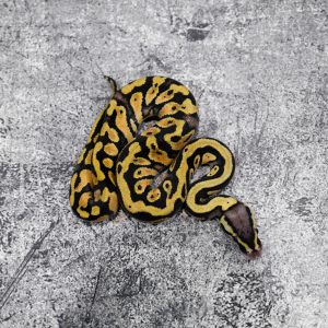 Pastel YB 100% DH Desert Ghost Cryptic / Clown