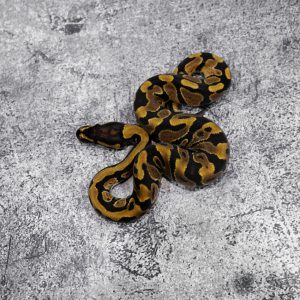 YB 100% DH Desert Ghost Cryptic / Clown