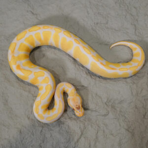 Candy 100% Het Clown