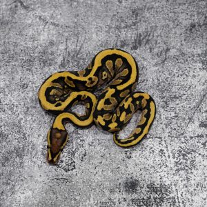 Fire YB 100% DH Desert Ghost Cryptic / Clown
