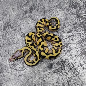 Fire YB Pastel 100% DH Desert Ghost Cryptic / Clown