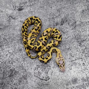 Fire YB Pastel Crypton 100% Het Desert Ghost