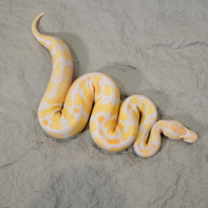 OD Fire Candino Poss YB (HI)