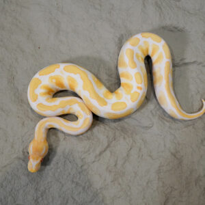 Cypress Albino / Candino Poss YB