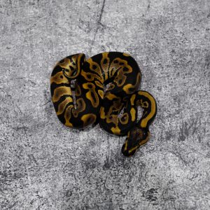 Leopard 100% Het Clown