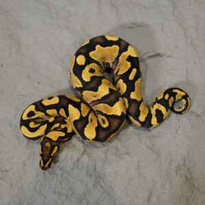 Enchi Fire Asphalt / YB 100% Het Clown (HI)