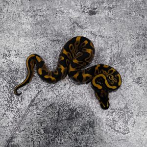 Leopard 100% Het Clown
