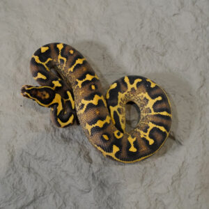 Super OD Enchi Fire Freeway 100% Het Clown (HI)