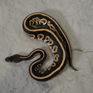 Cinnamon Leopard YB 100% Het Lavender