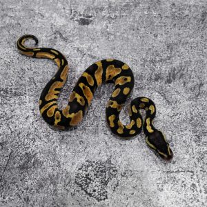 Chocolate Pastel 100% DH Desert Ghost Hypo