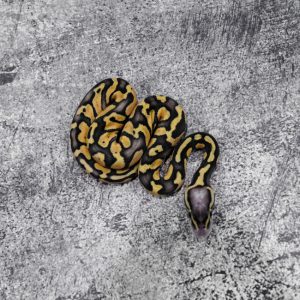 Chocolate Pastel Enchi 100% DH Desert Ghost Hypo