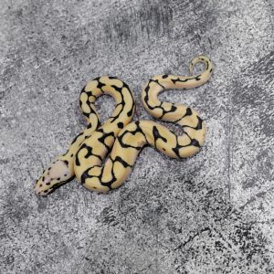 Pastel Spider Desert Ghost 100% Het Hypo Poss Chocolate
