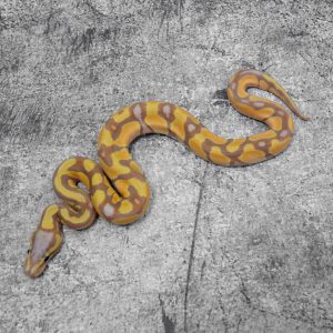 Banana Enchi Calico / YB