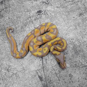 Banana Enchi Calico / YB