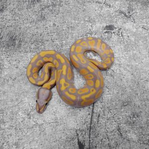 Banana Asphalt / YB 100% Het Clown (Shake Mouth)