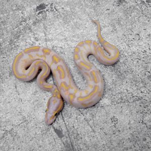 Banana Freeway 100% Het Clown (Shake Mouth)