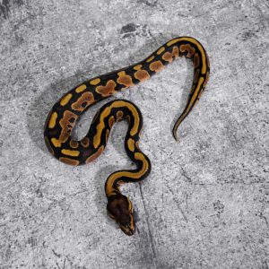 Asphalt / YB 100% Het Clown (Shake Mouth)