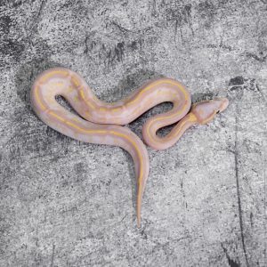 Banana Enchi Freeway 100% Het Clown (Shake Mouth)