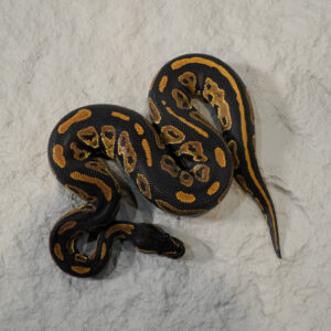 Black Head Red Gene 100% DH Candy Clown