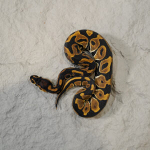 (Super) Leopard 100% DH Candy Clown