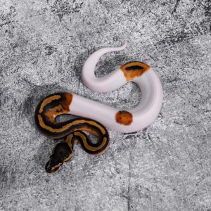 Black Head Pied