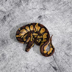 Black Head Enchi YB 100% Het Pied