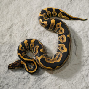 Super Leopard 100% DH Candy Clown