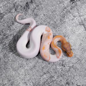 Banana Black Head Mahogany Pied Poss Enchi YB