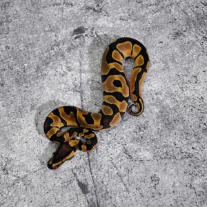 Enchi 100% Het Pied